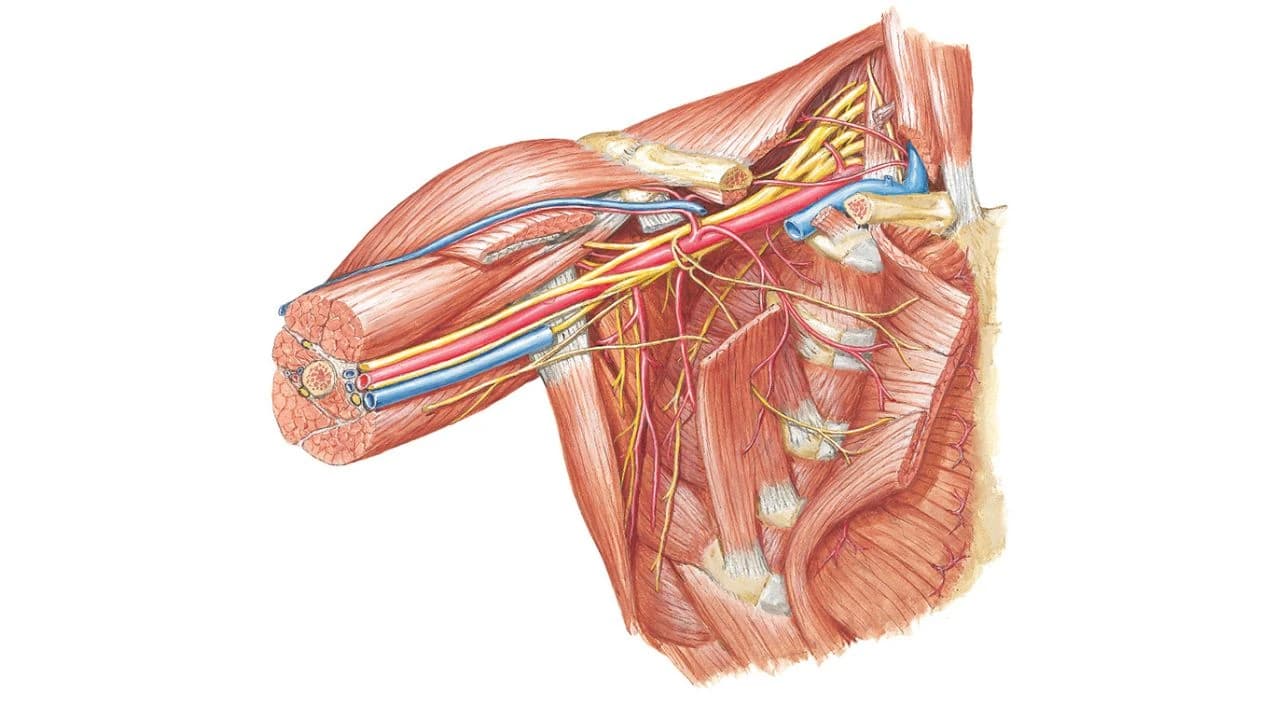 Upper limb