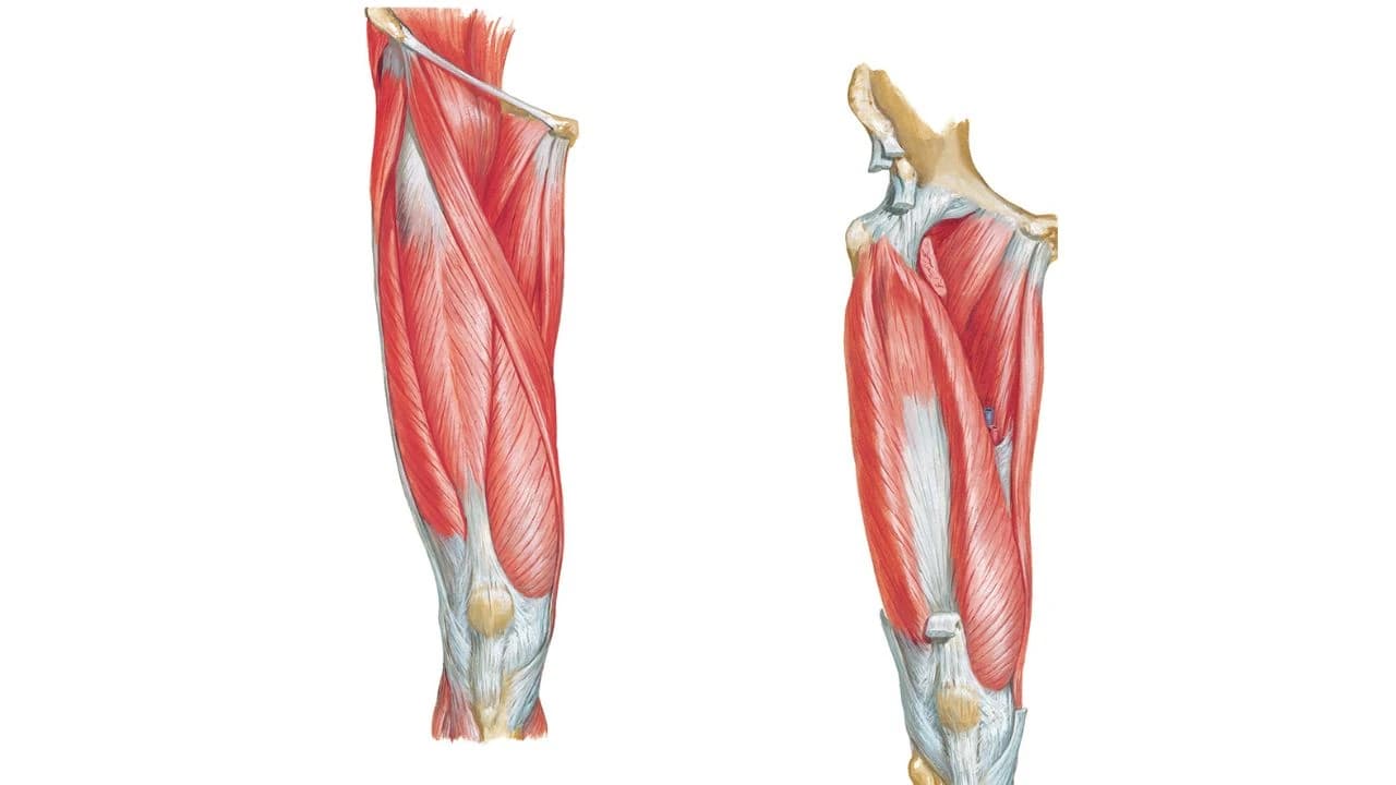 Lower Limb