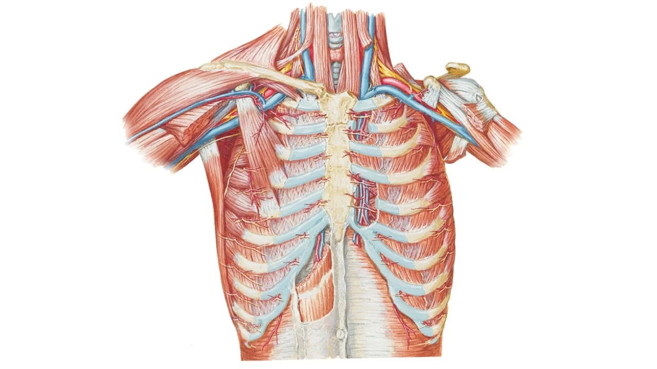 Thorax
