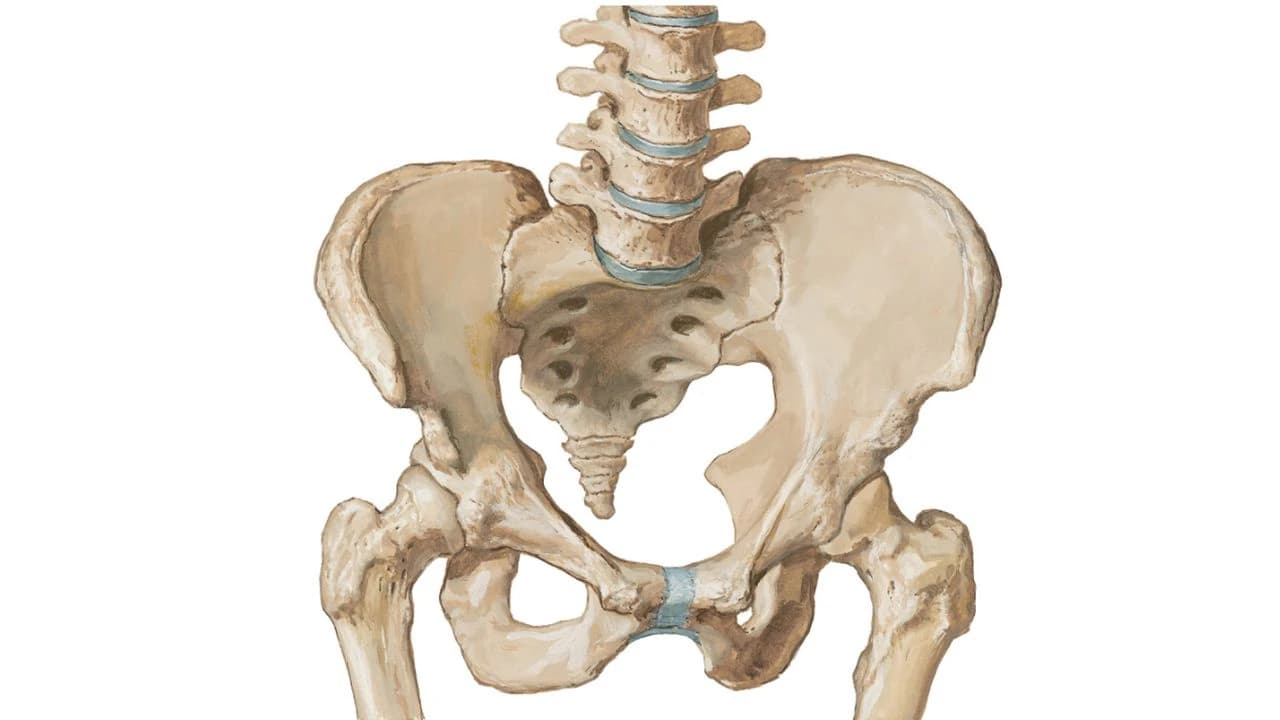 Pelvis